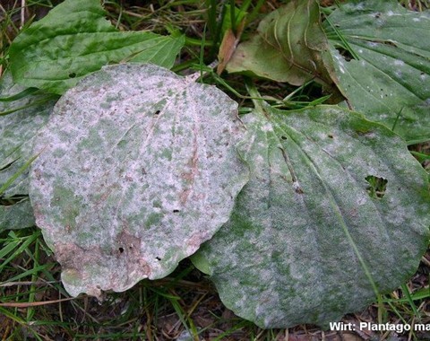 Golovinomyces_ sordidus Golovinomyces sordidus (L. Junell 1965) V.P. Gelyuta 1988 Wirt: Plantago vulgaris - Breitwegerich Bildautor: Detlef Emgenbroich Fundort: Gifhorn ( Lehrpfad GF -...